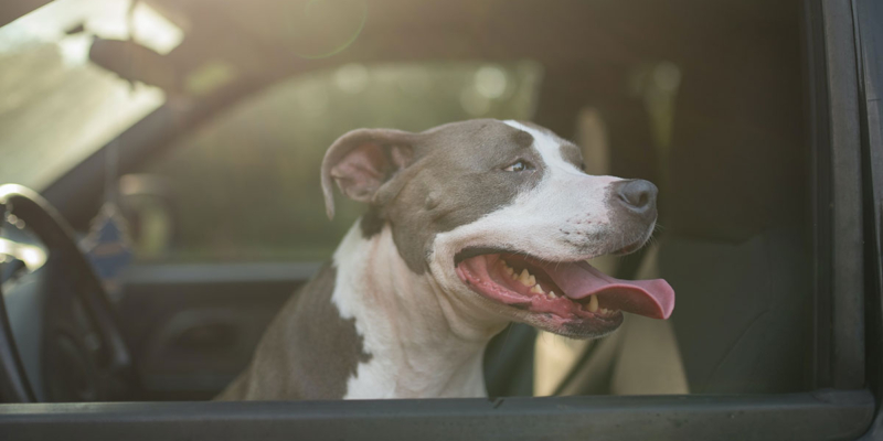 Dog in a car